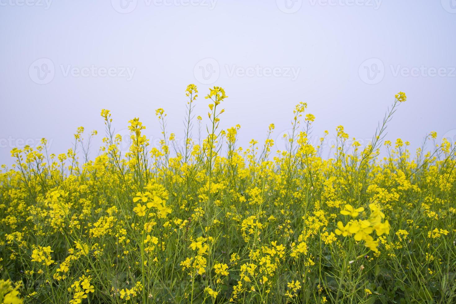 gul rapsfrö blommor i de fält med blå himmel. selektiv fokus naturlig landskap se foto