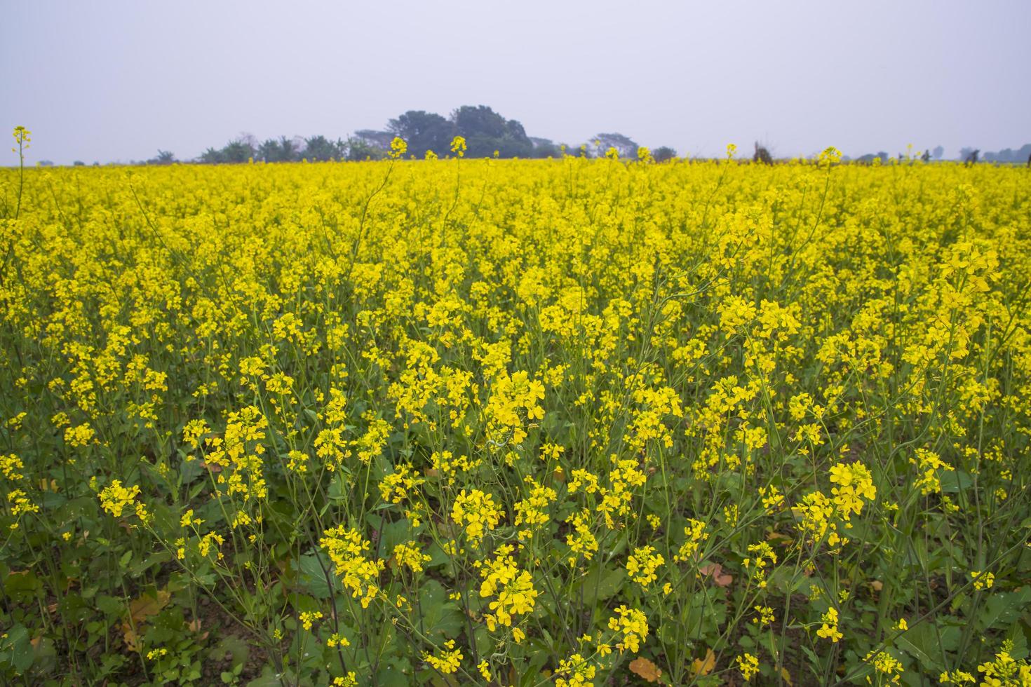 skön blommig landskap se av rapsfrö blommar i en fält i de landsbygden av bangladesh foto