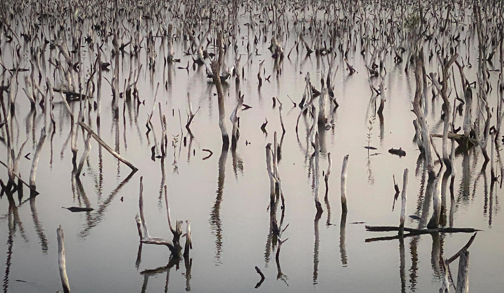 förstörd mangrove skog landskap, förstörd mangrove skog är ett ekosystem den där har varit allvarligt nedbruten eller utslagen sådan till urbanisering, och förorening. hjälp ta vård av de mangrove skog. foto