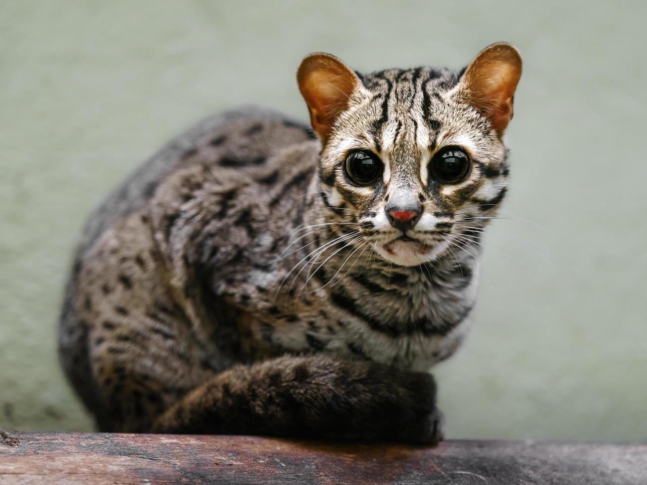 palawan leopardkatt foto