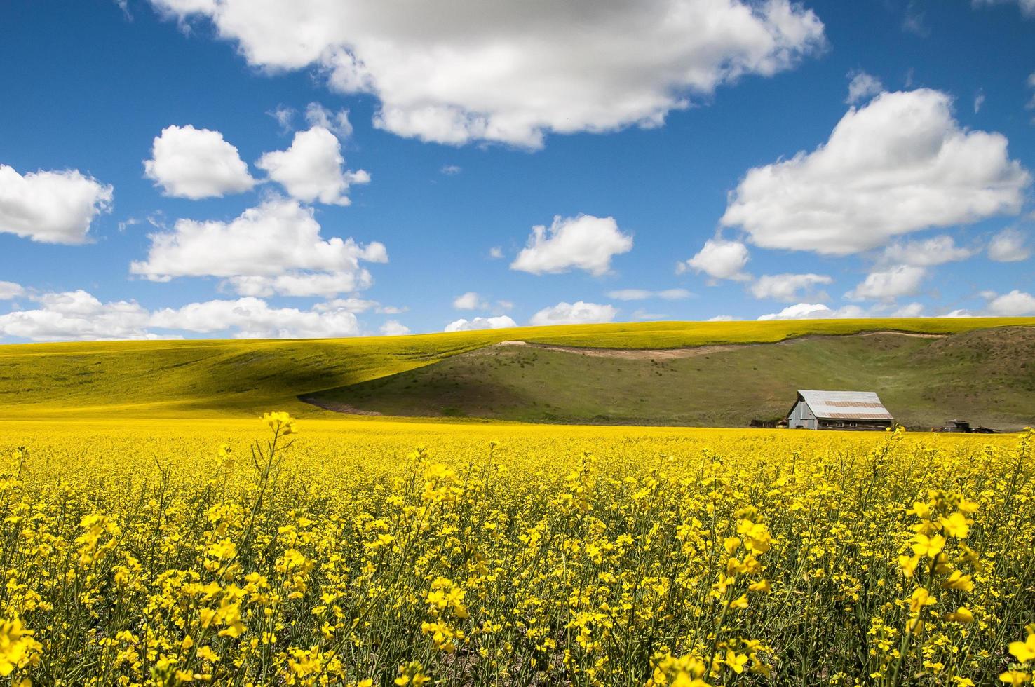 stuga i blomma fält under molnig himmel foto