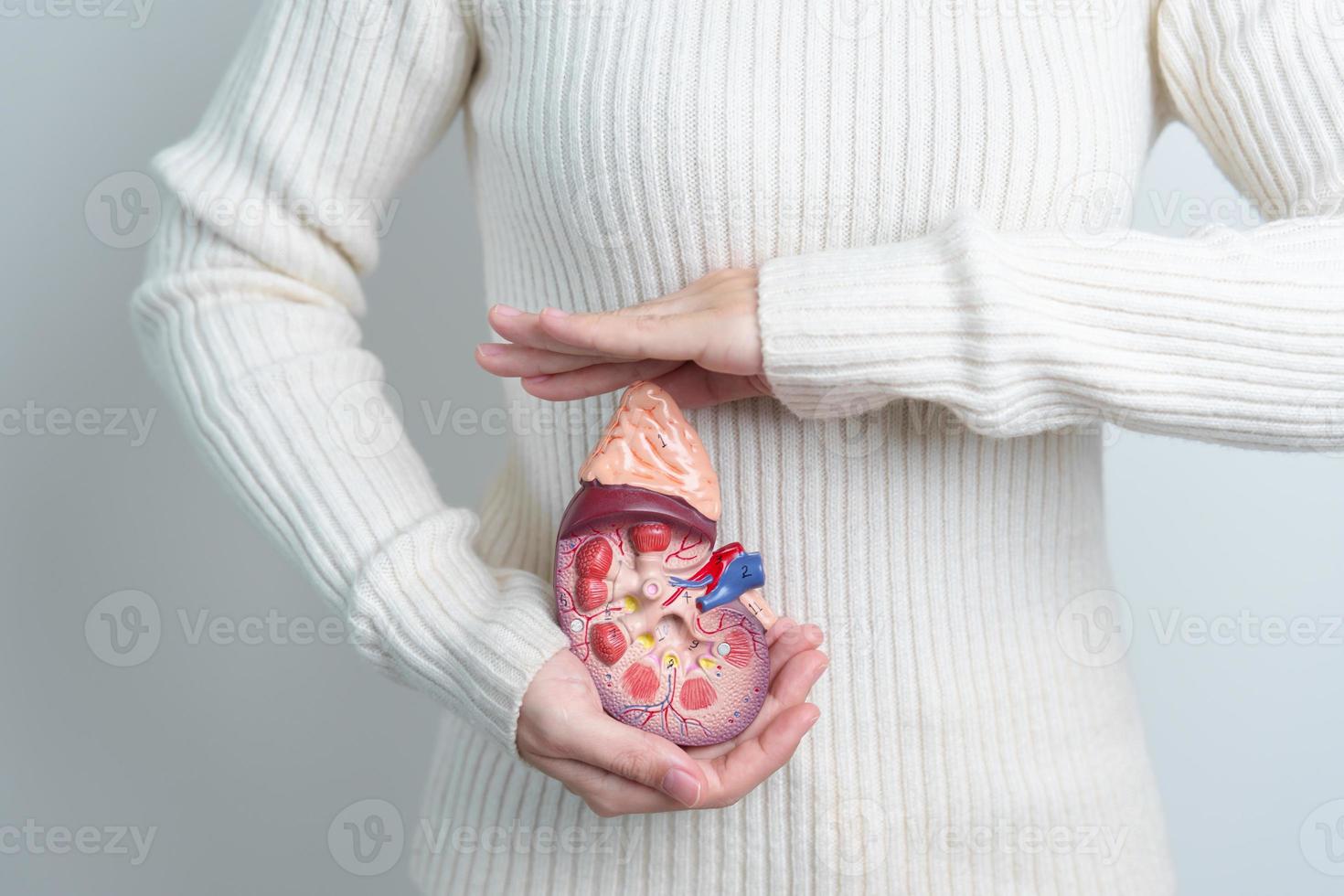 kvinna innehav anatomisk mänsklig njure binjur körtel modell. sjukdom av urin- systemet och stenar, cancer, värld njure dag, kronisk njure och organ givare dag begrepp foto