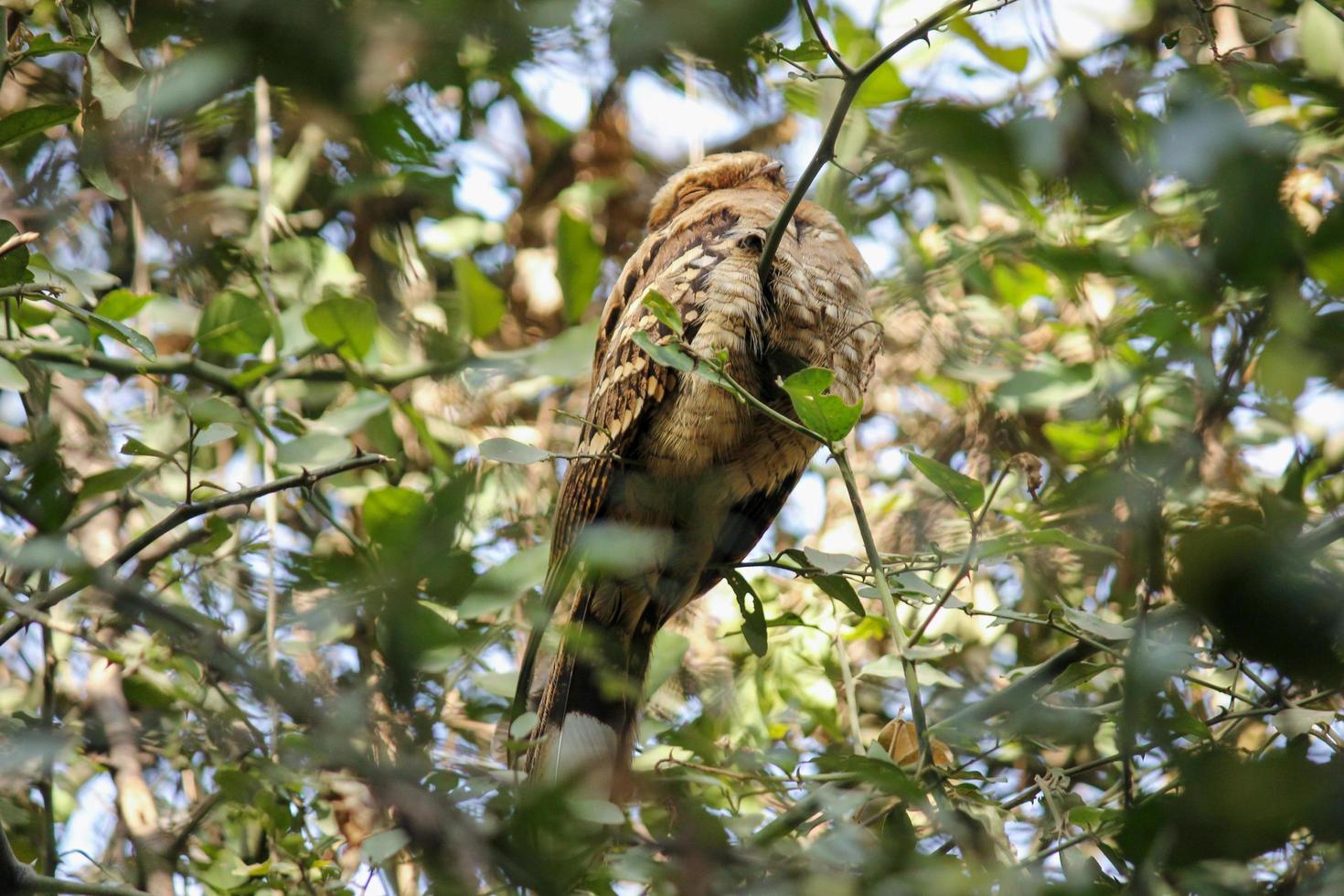 en fick syn på owlet på de grenar av en träd foto