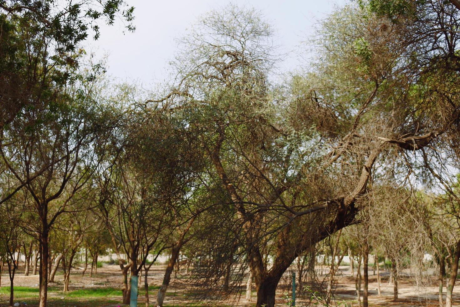 blommande växter i utomhus- trädgård i karachi pakistan 2022 foto