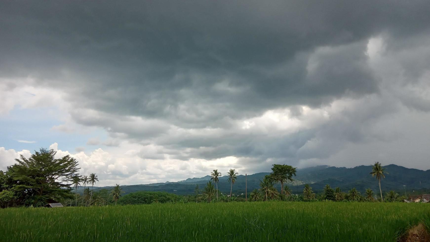 ris fält landskap se i magelang indonesien foto