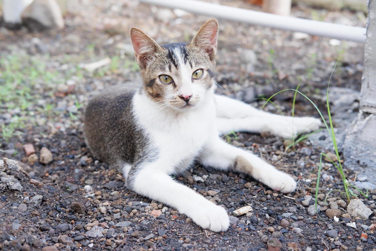 förtjusande söt katt som en bakgrund foto