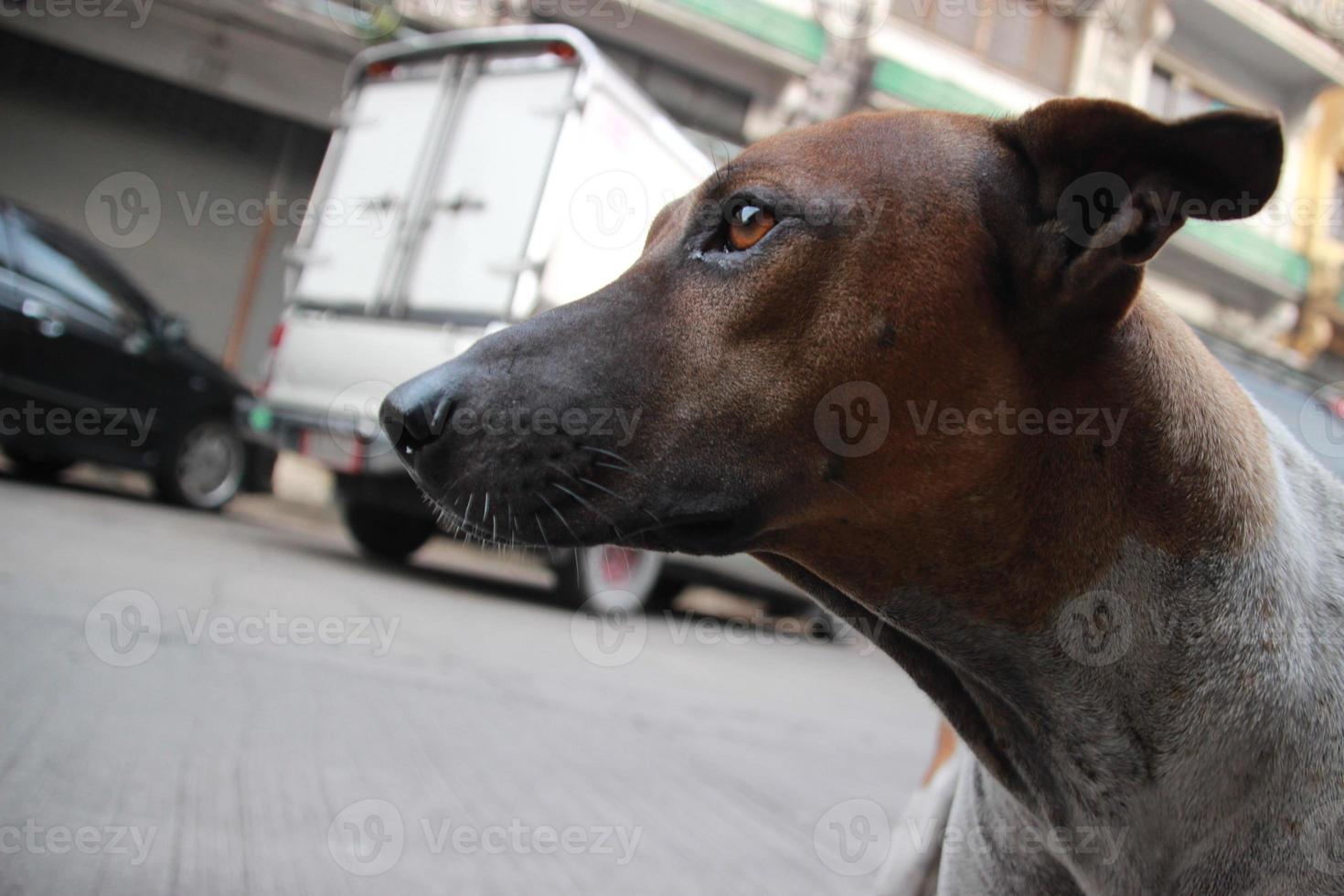 porträtt av en herrelös hund på gata foto