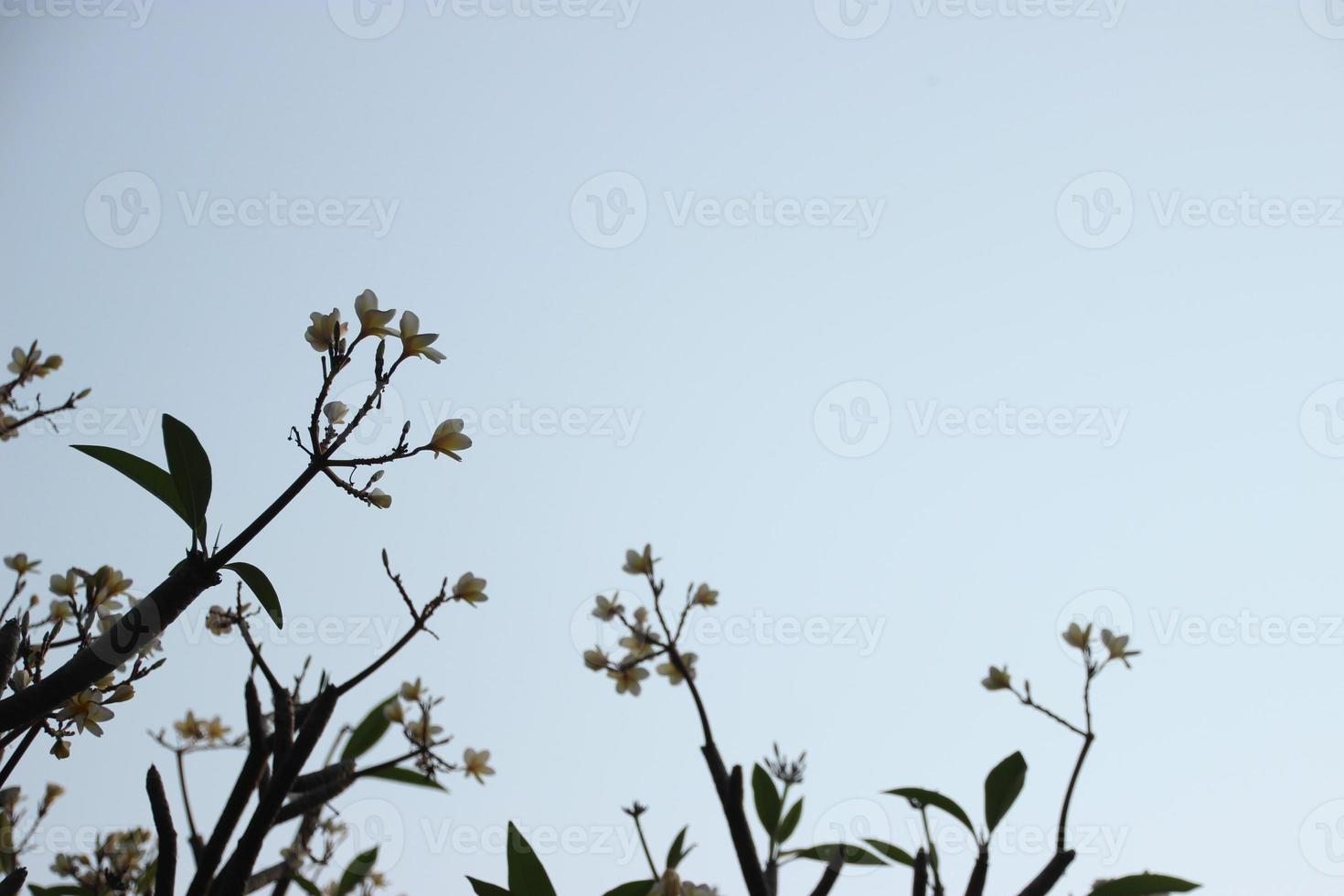 frangipani träd blad och blommor på blå himmel bakgrund foto