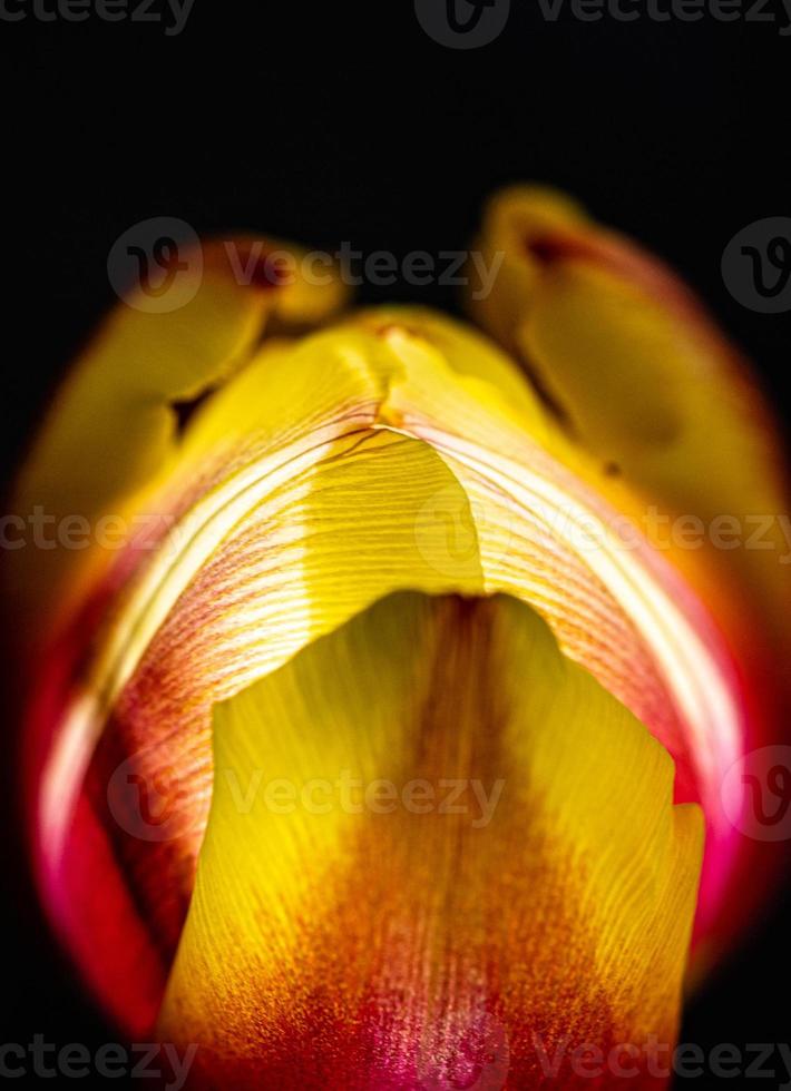 stänga upp makro blomma fotografera av gul och röd tulpan lysande från inuti foto