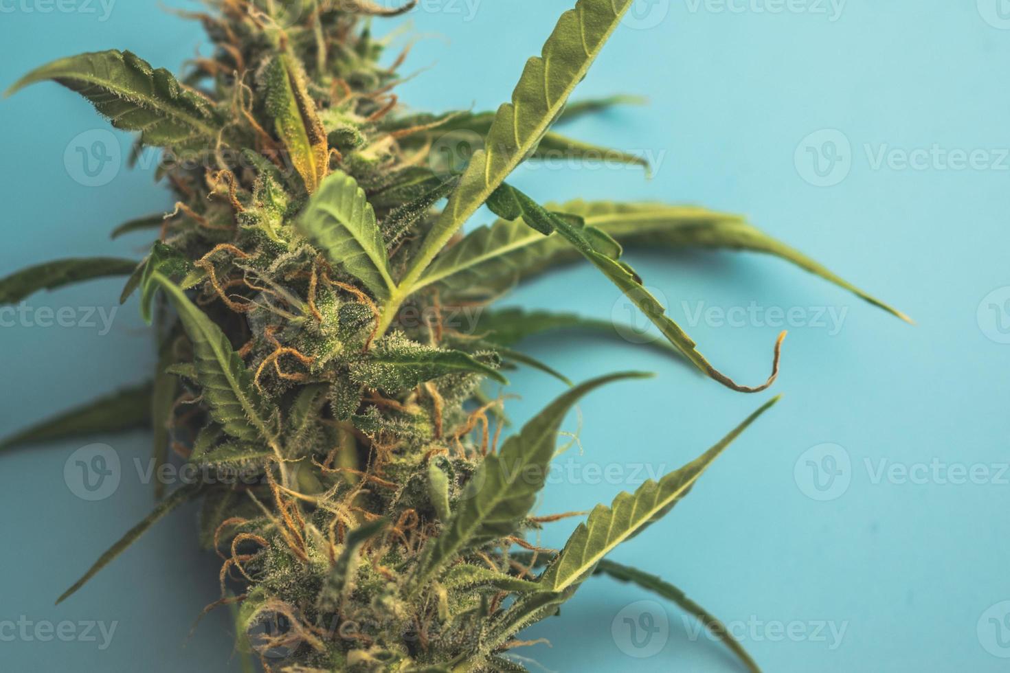 cannabis växt med thc och cbd närbild på blå bakgrund. marijuana medicinsk använda sig av i sjukvård. Rättslig ogräs industri foto