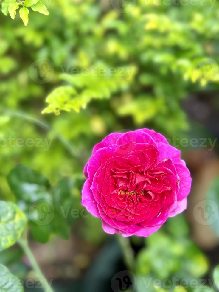 röd rosa reste sig blomma med grön blad foto