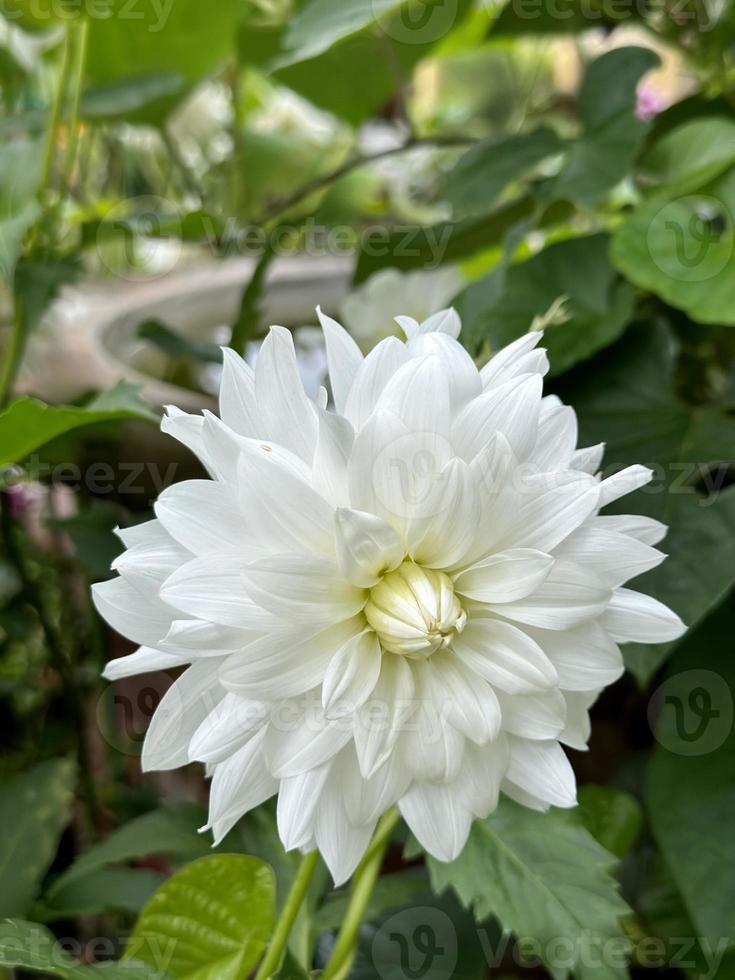 indonesien vit dahlia blomma med grön blad foto
