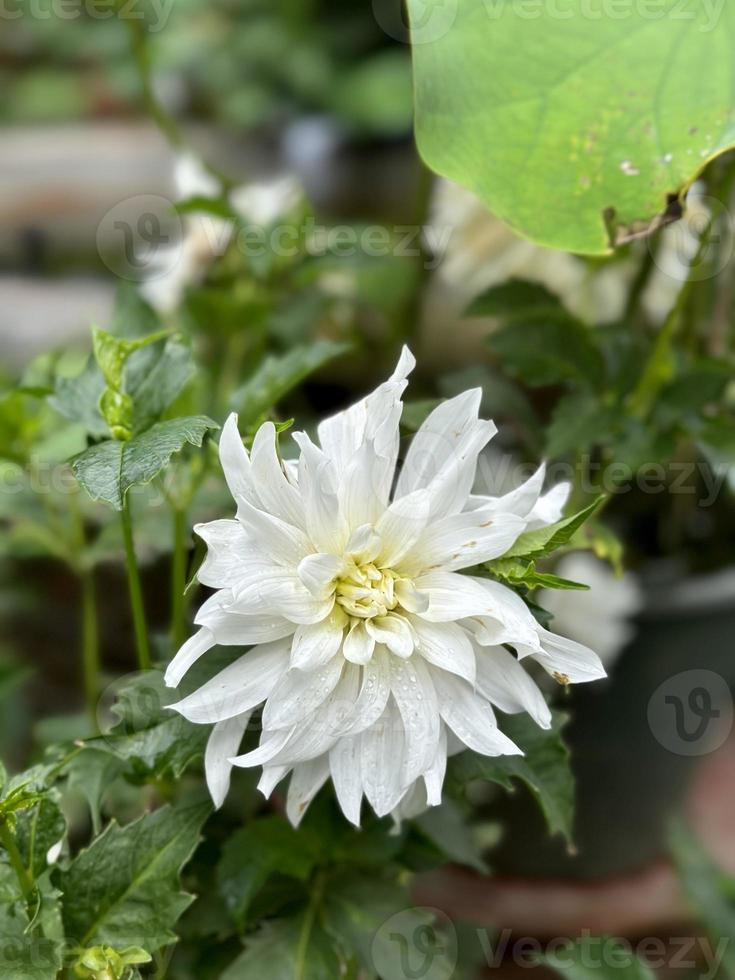 vit dahlia blomma med grön blad foto