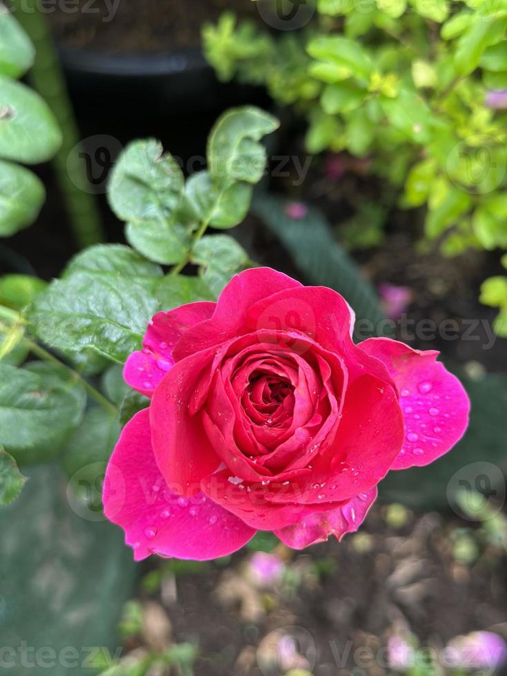 röd rosa reste sig blomma med grön blad foto