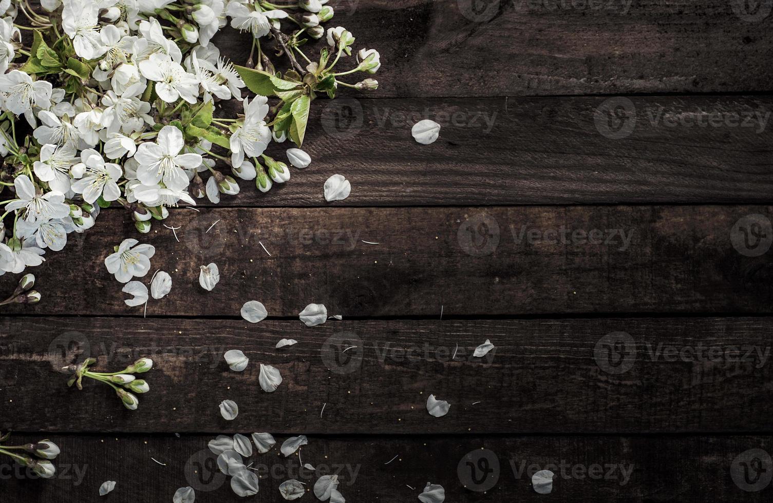 körsbär gren med vit blommor på en brun yta foto