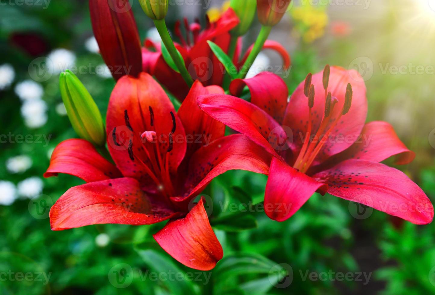 blomstrande röd lilja i de trädgård i de strålar foto