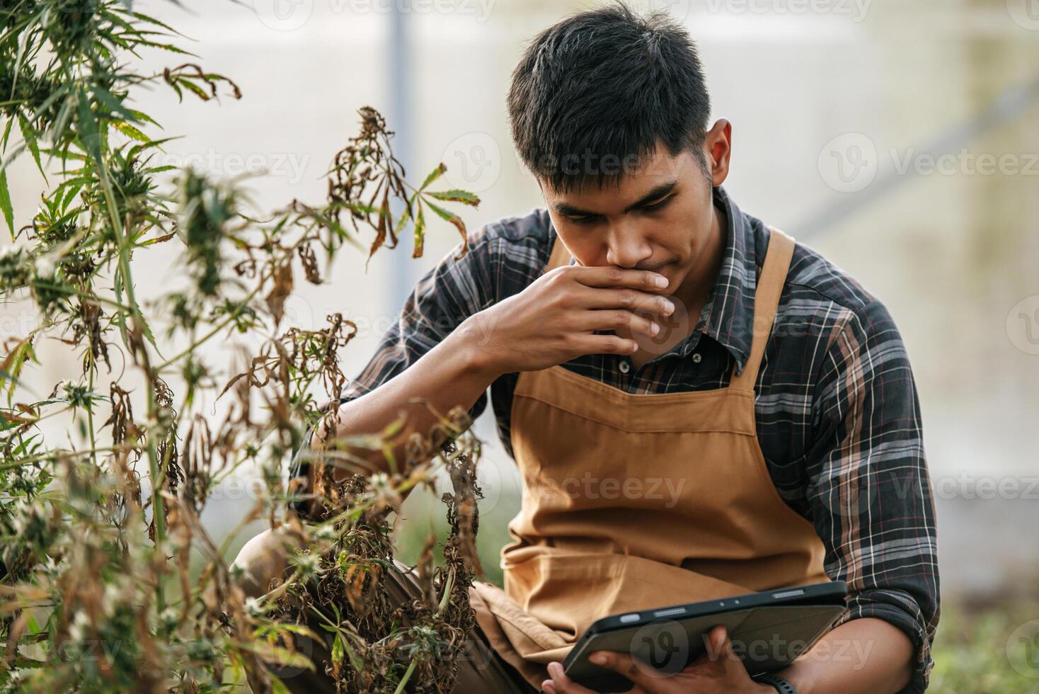 porträtt av besviken asiatisk man marijuana forskare kontroll marijuana cannabis plantage i cannabis odla, företag jordbruks cannabis. cannabis företag och alternativ medicin begrepp. foto