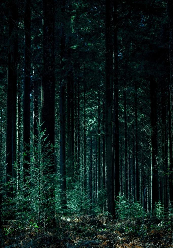 skog i orne i Frankrike foto
