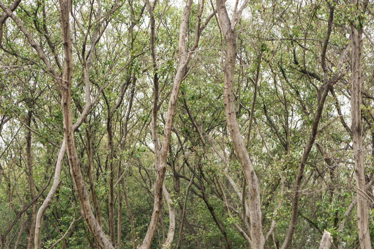 träd i skogen foto