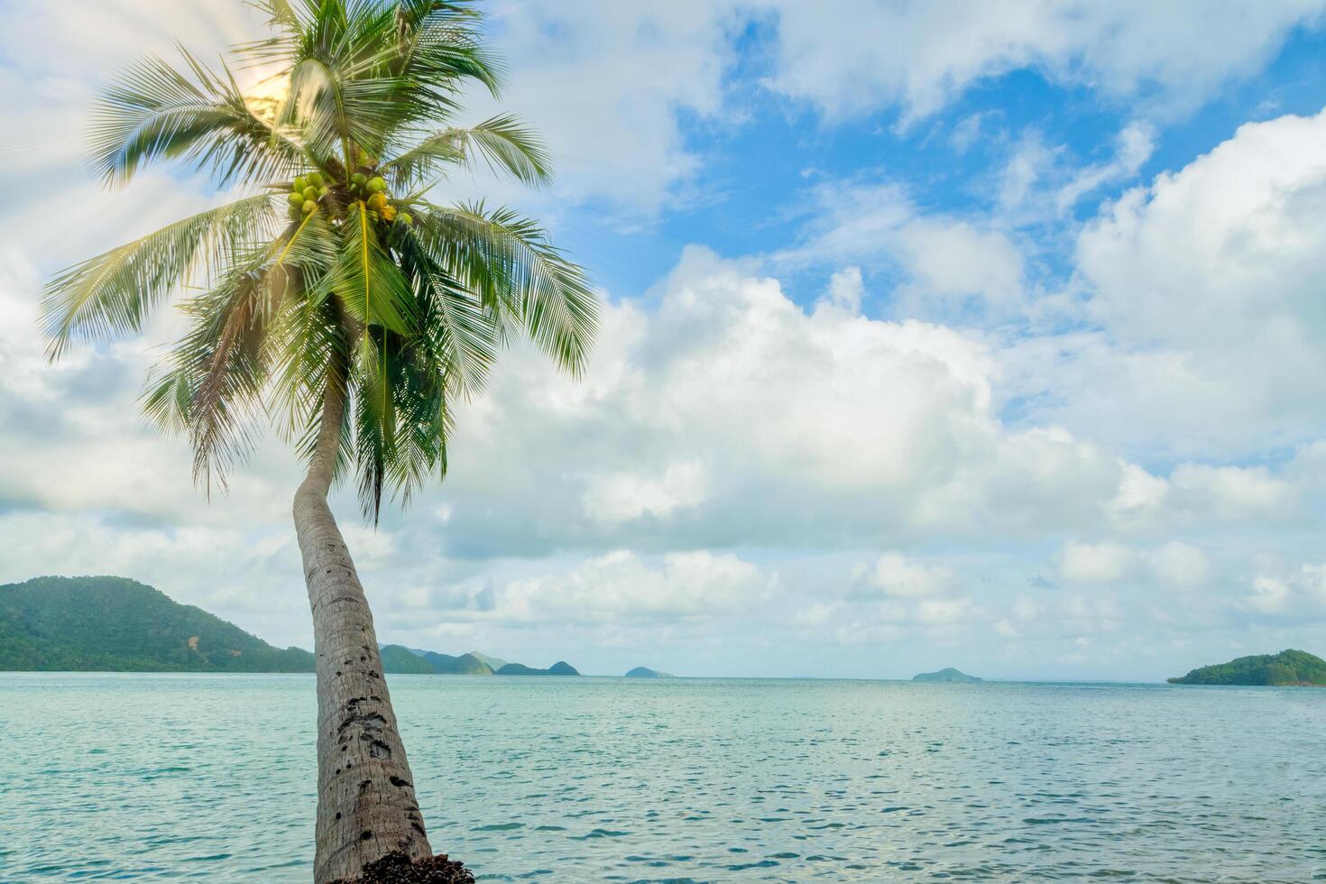 kokosnöt träd på koh chang foto