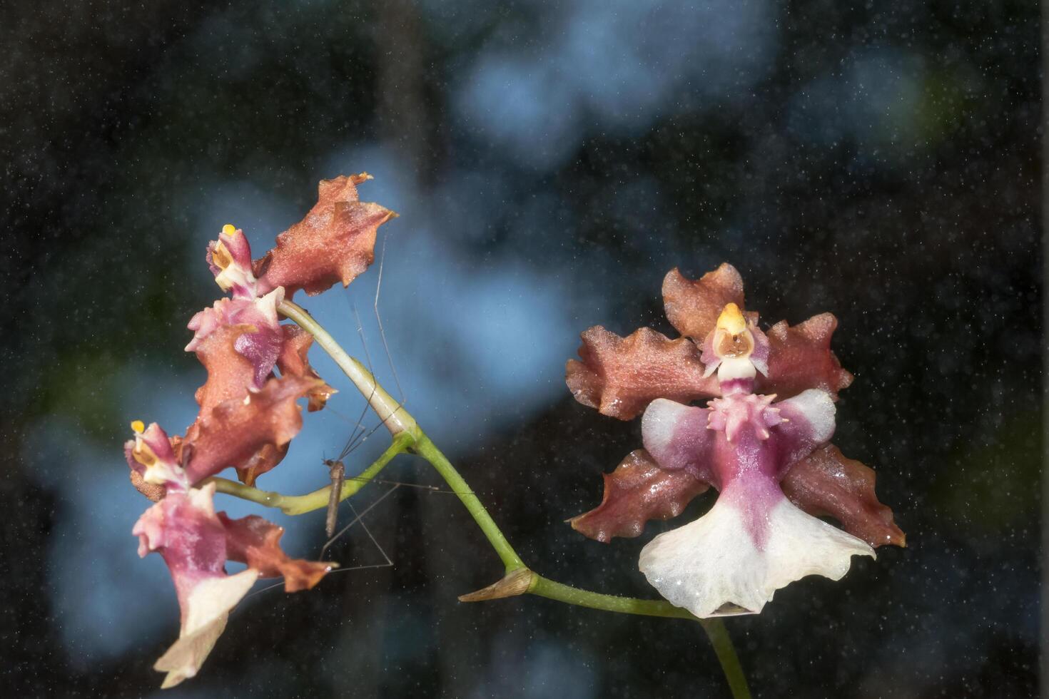 bruna orkidéblommor foto