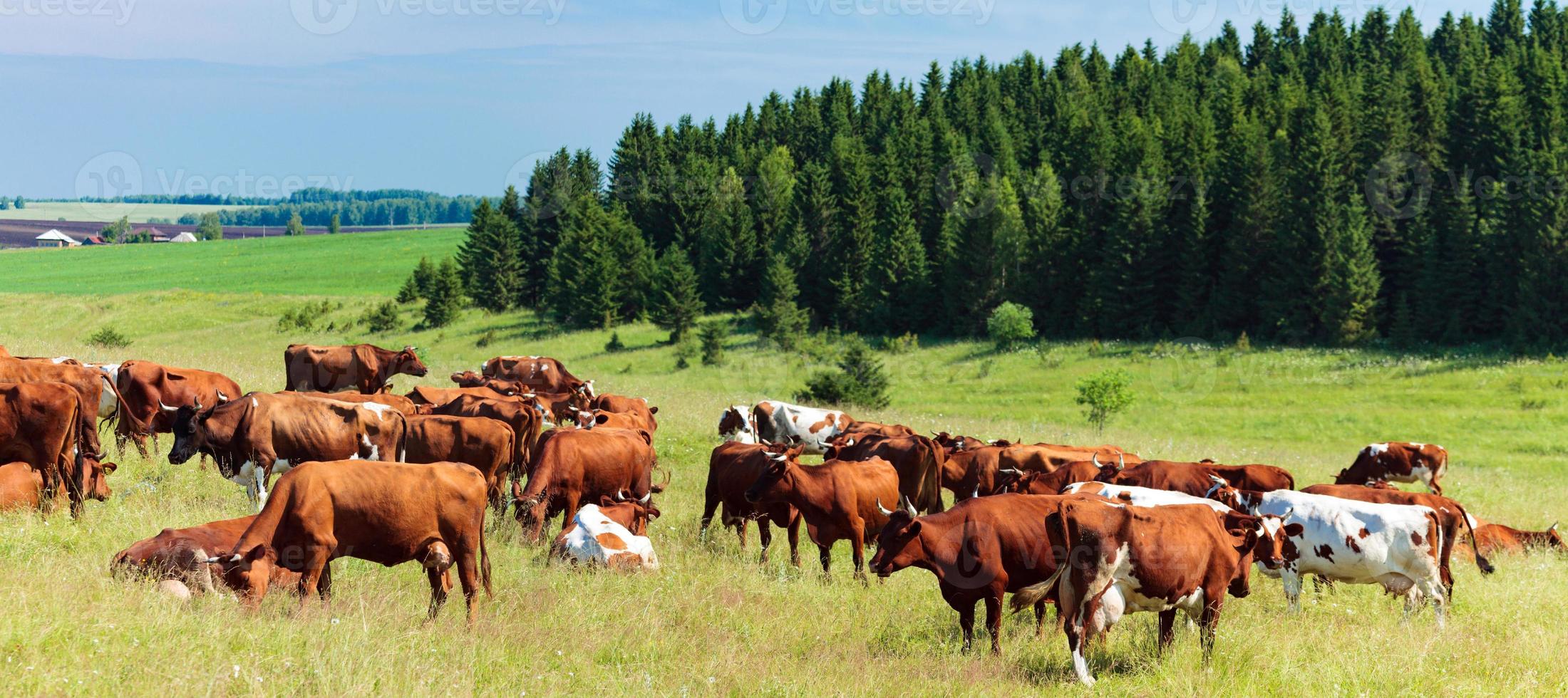 besättning av mejeri kor på en bete foto
