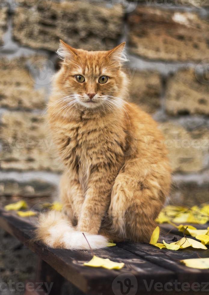 porträtt av en stor röd katt ser på de kamera foto