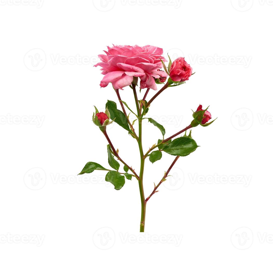 gren med grön löv och rosa blomning reste sig knoppar isolerat på vit bakgrund foto