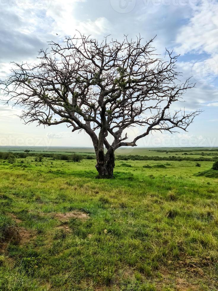 en ensam träd i de typisk savann landskap i kenya. foto