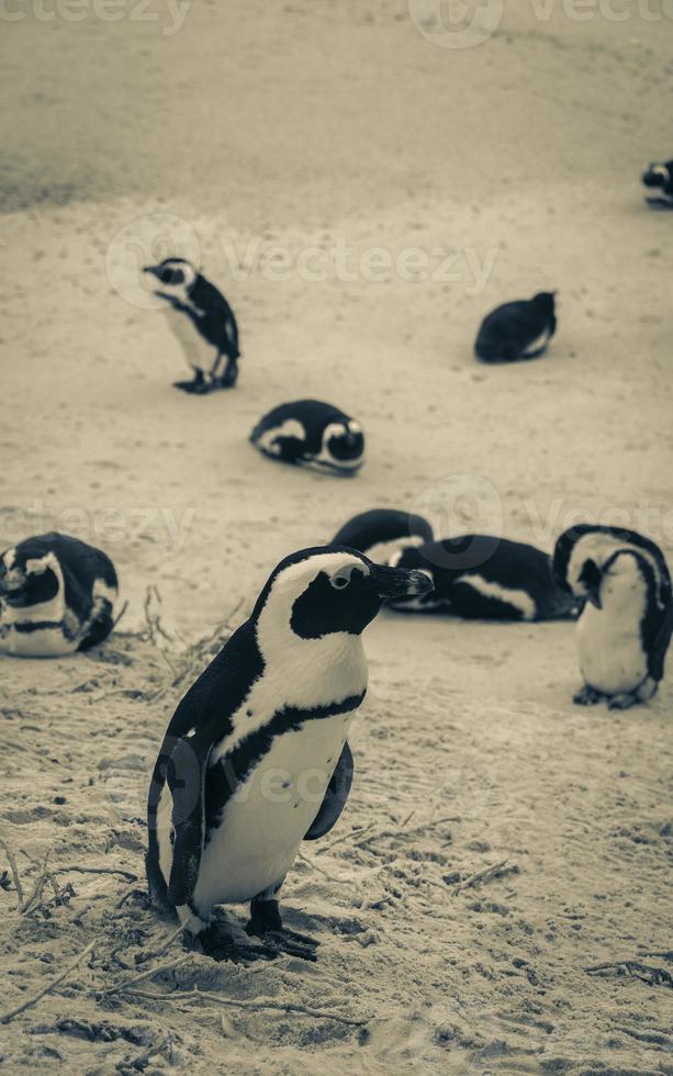 pingviner boulders strand Kapstaden Sydafrika. koloni glasögonpingviner. foto