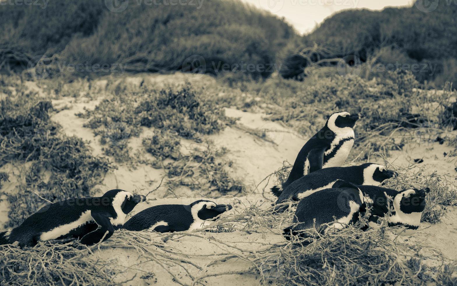 sovande pingviner stenblock strand Kapstaden, Sydafrika. foto