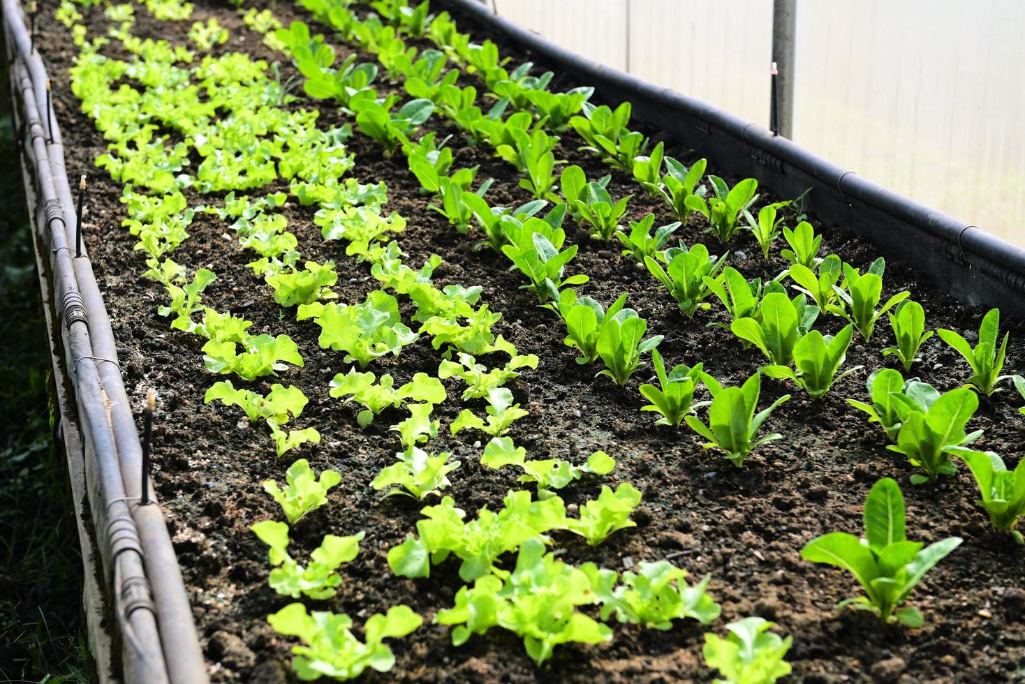 organisk grön cos sallad vegetabiliska trädgårdsarbete med grön blad färsk vegetabiliska sallad plantering , vegetabiliska bruka jord vegetabiliska trädgård, i de växthus trädgård eco vänlig trädgårdsarbete natur foto