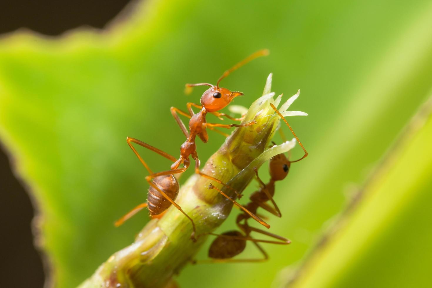 röda myror på en växt foto