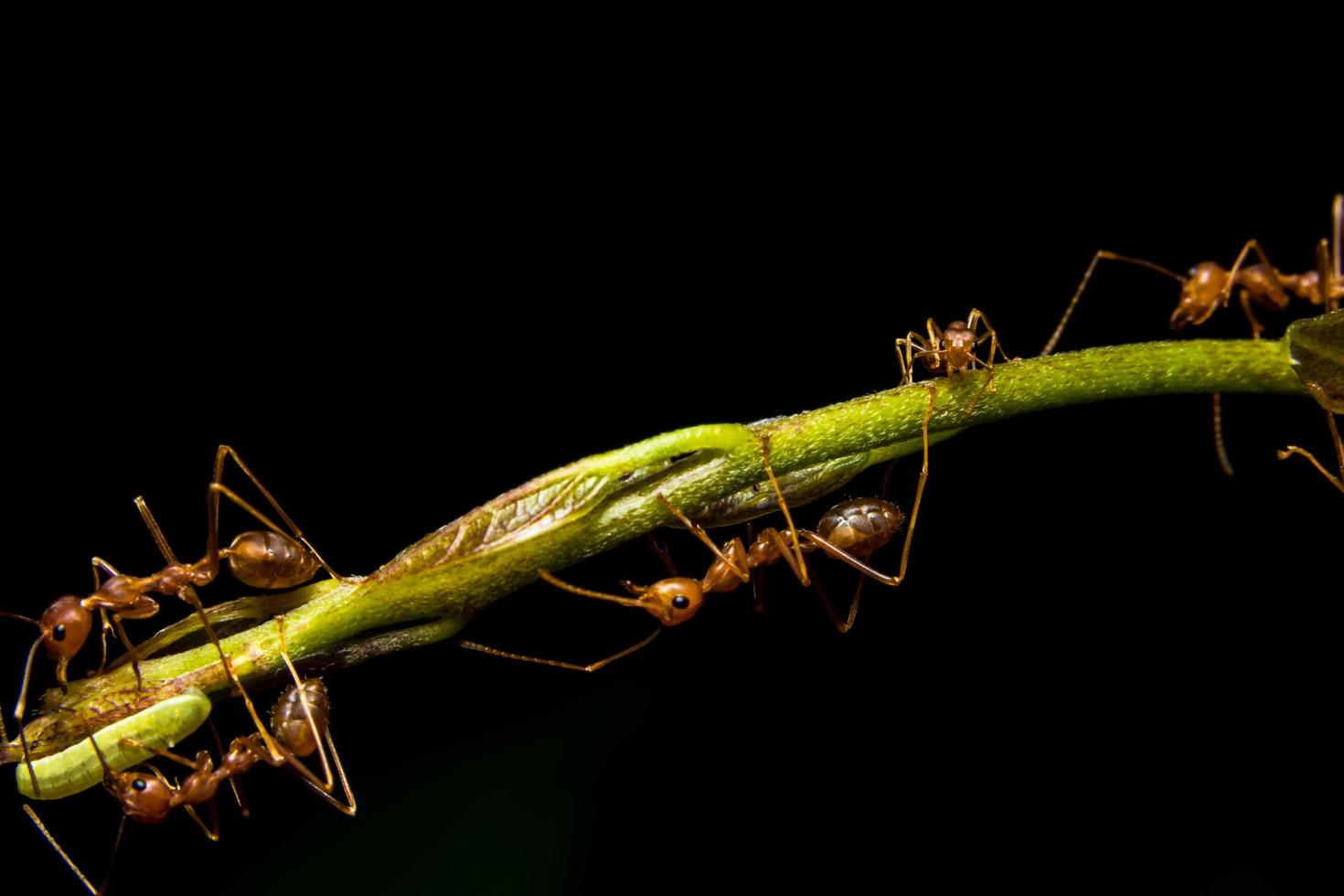 röda myror närbild foto