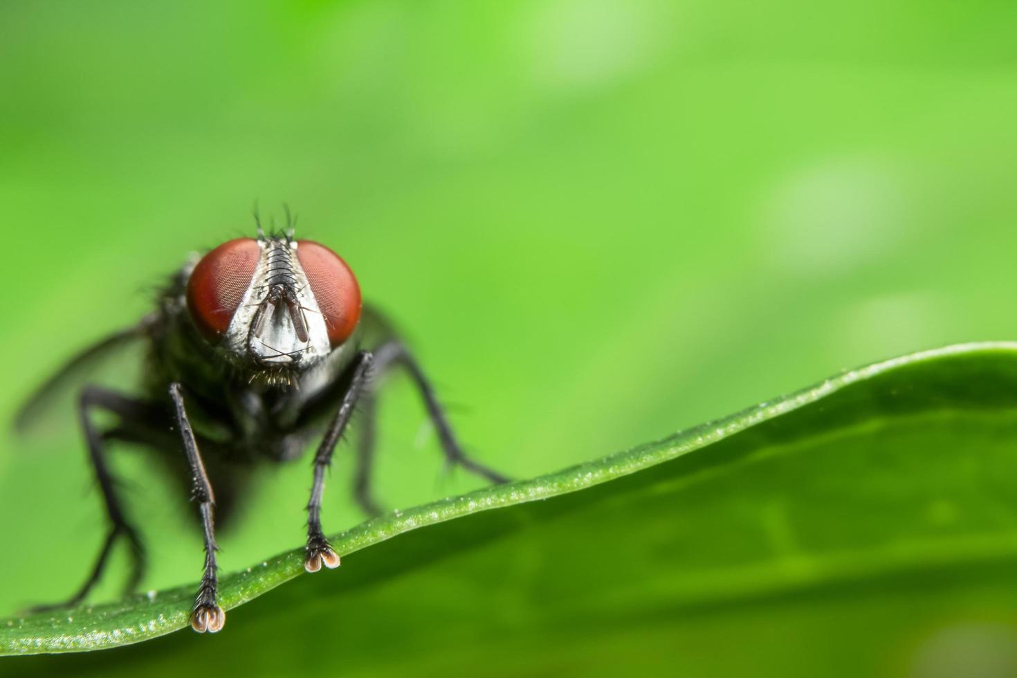 flyga på ett blad foto