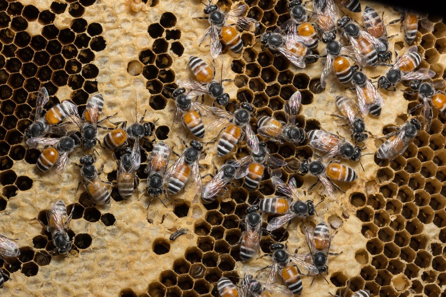 bin på bikupan foto