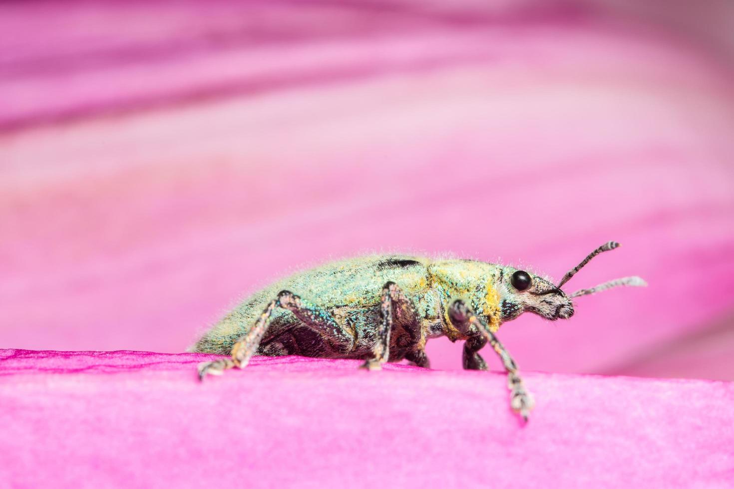 grön vivel på en blomma foto