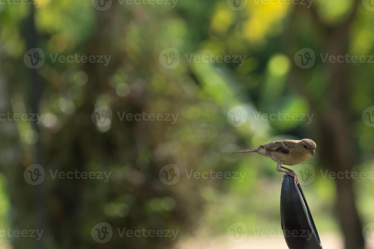 passer montanus på grön naturlig bakgrund foto