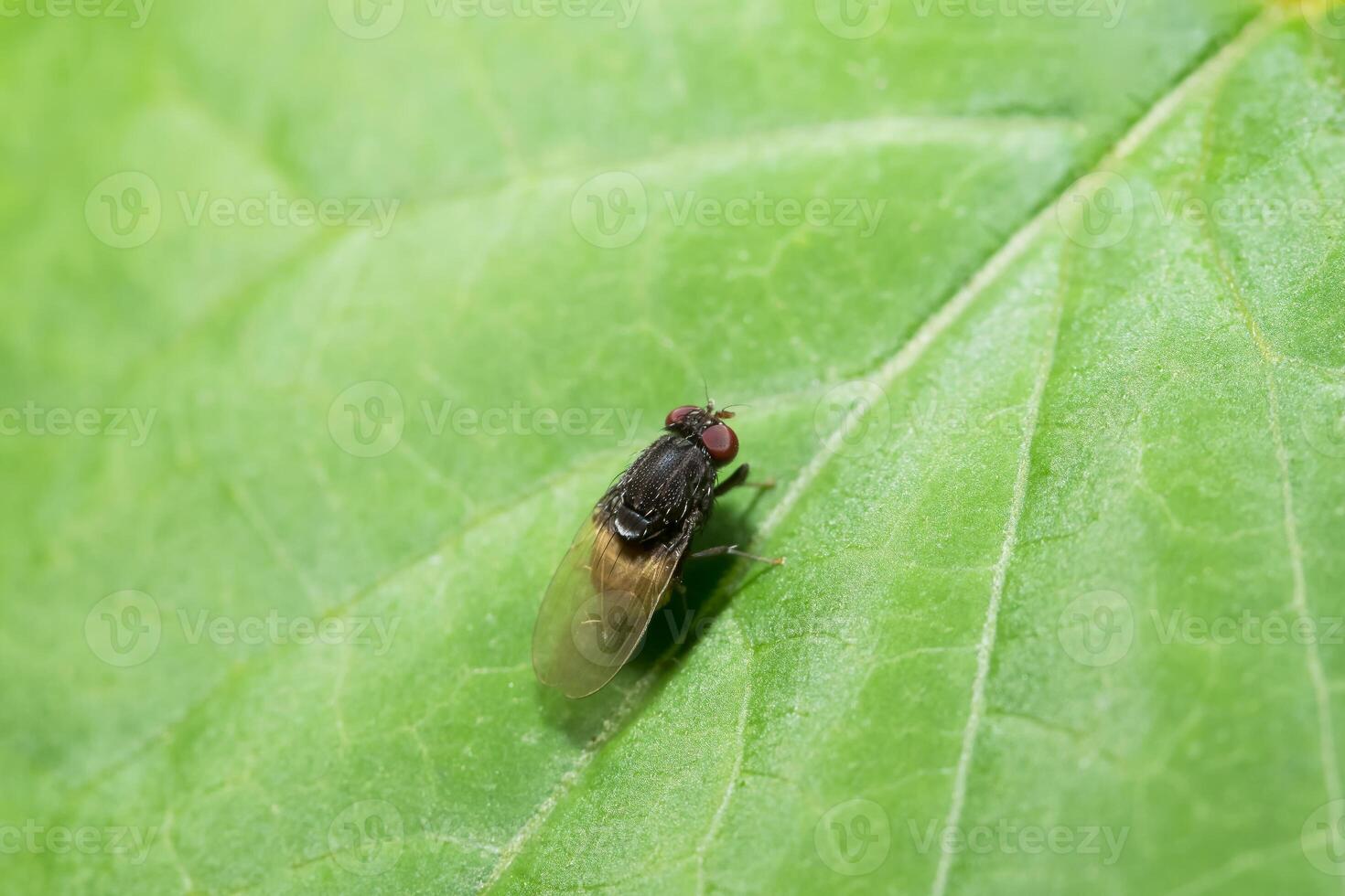 fruktfluga på ett blad foto