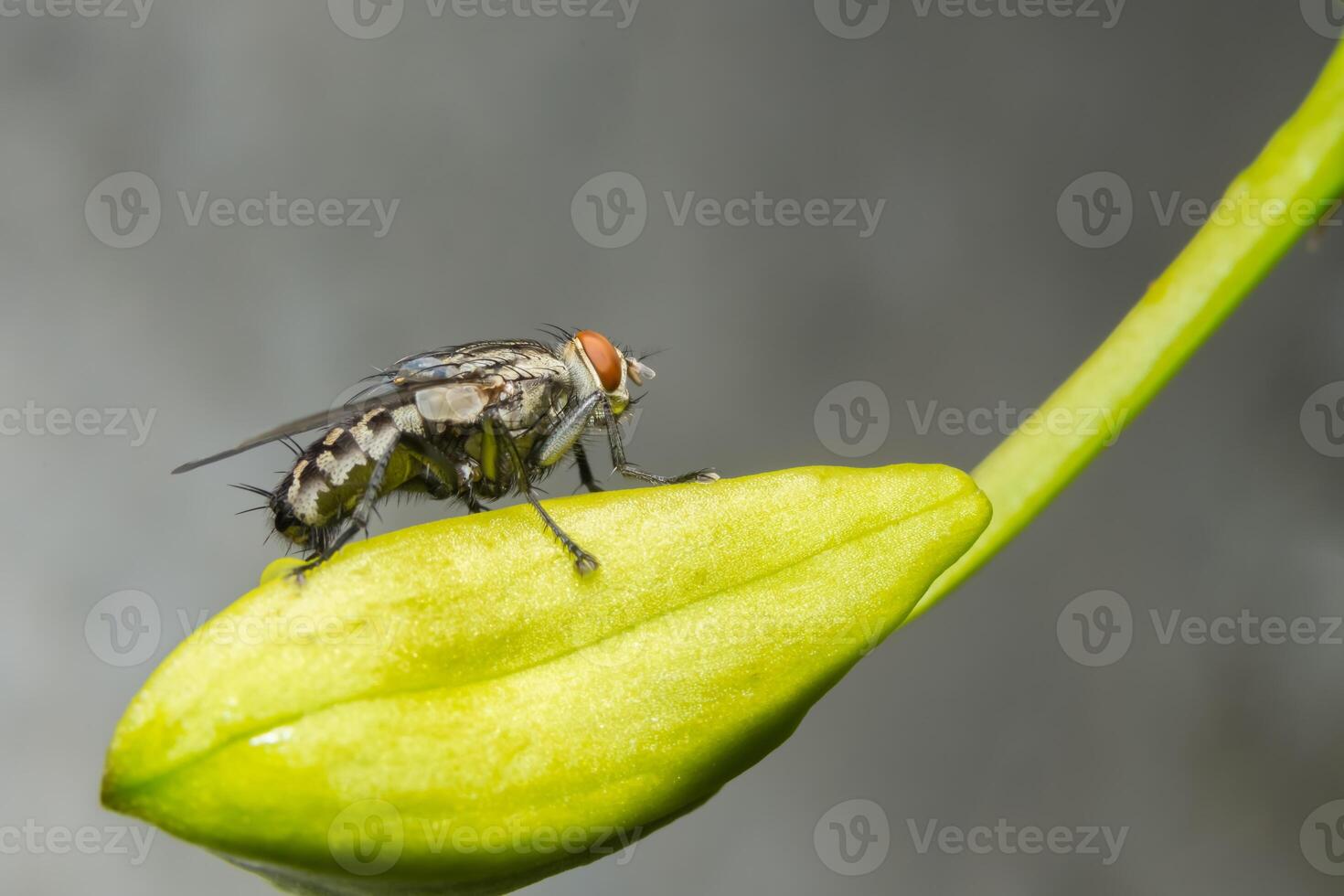 närbild av flugan på ett blad foto