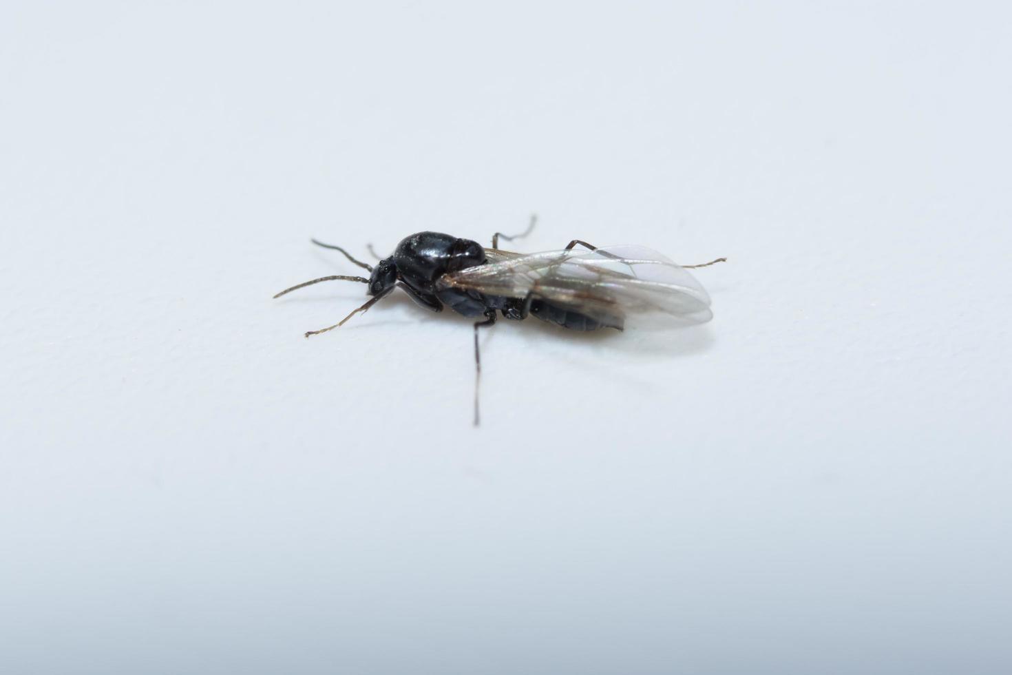 myra med vingar på vit bakgrund foto