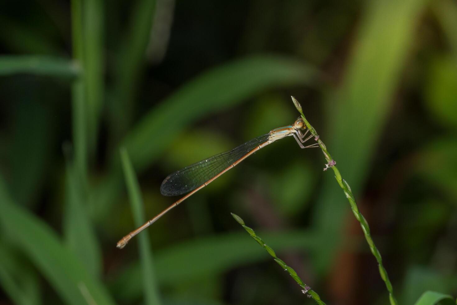 zygoptera på gräset foto