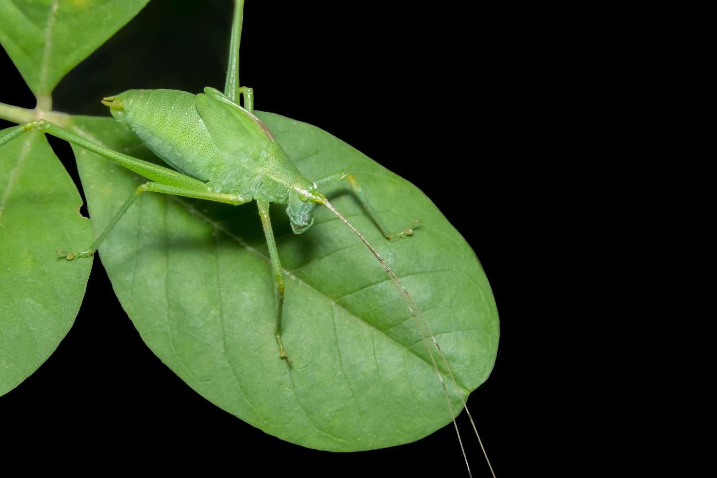 grön gräshoppa på ett blad foto