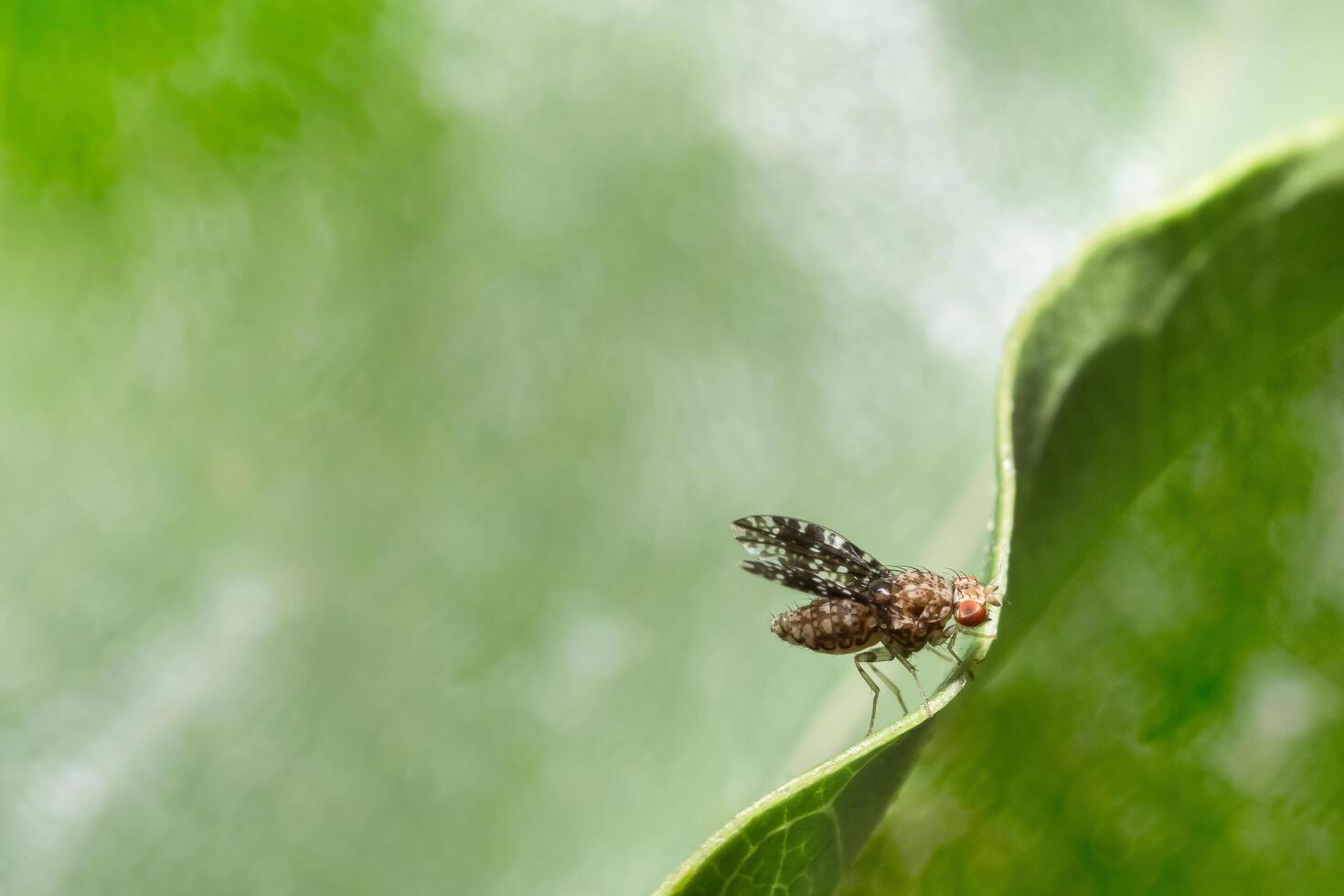 fruktfluga på ett blad foto