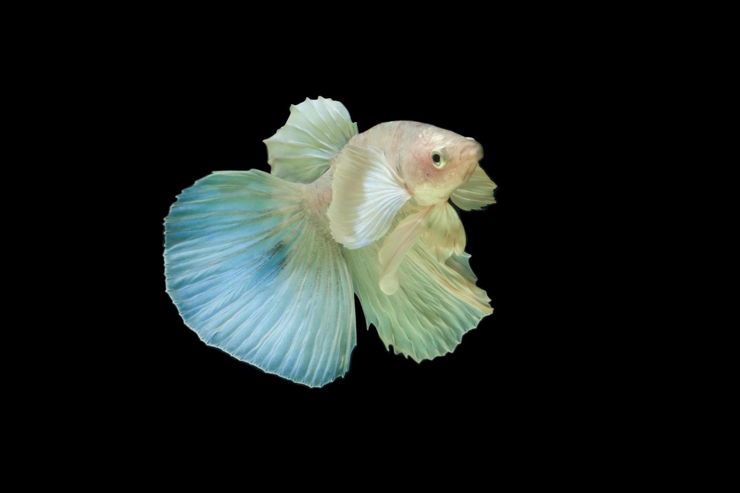 betta splendens på svart bakgrund foto