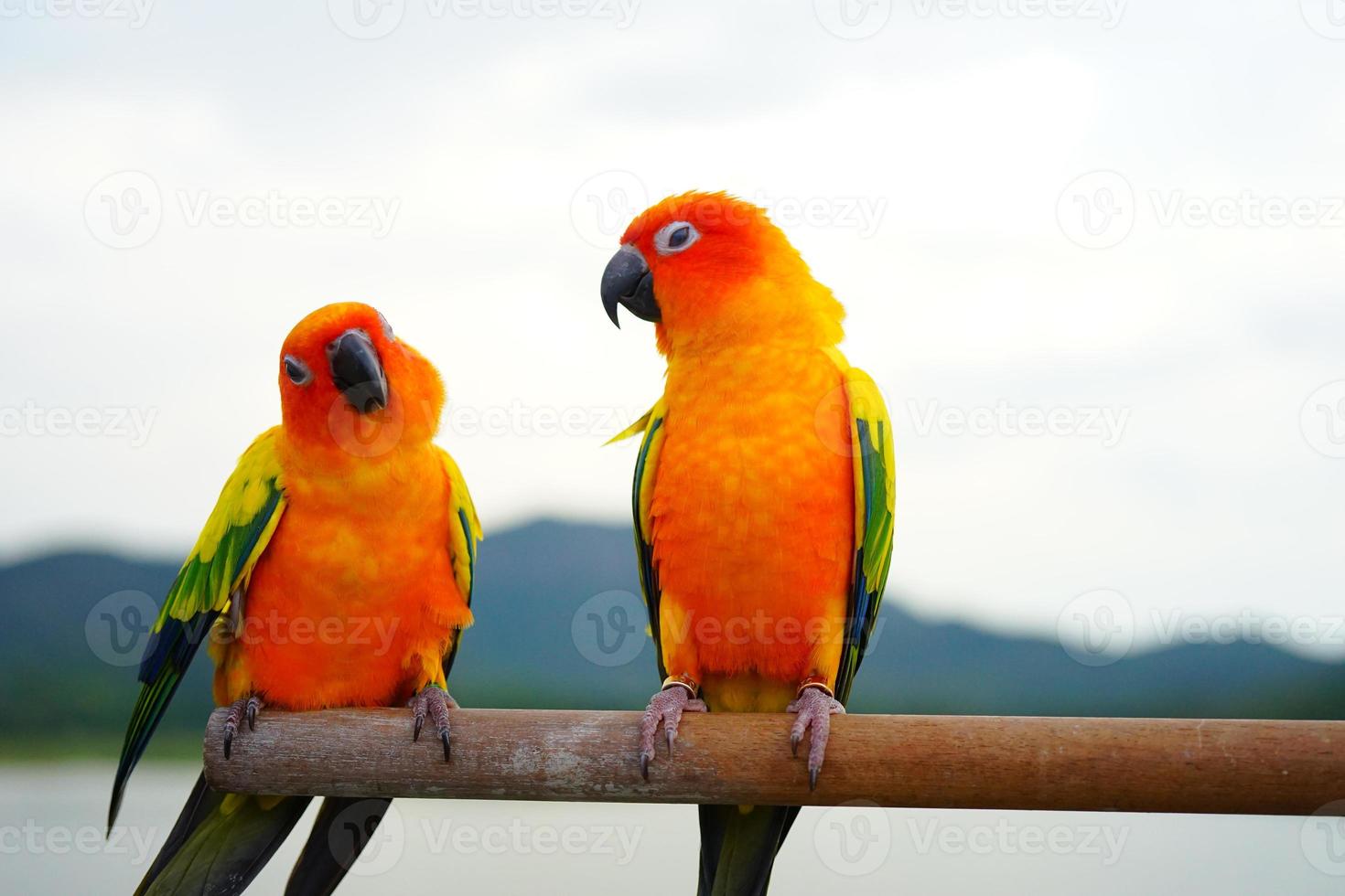 Sol conure papegoja eller fågel skön är aratinga har gul på hand bakgrund fläck bergen och himmel foto