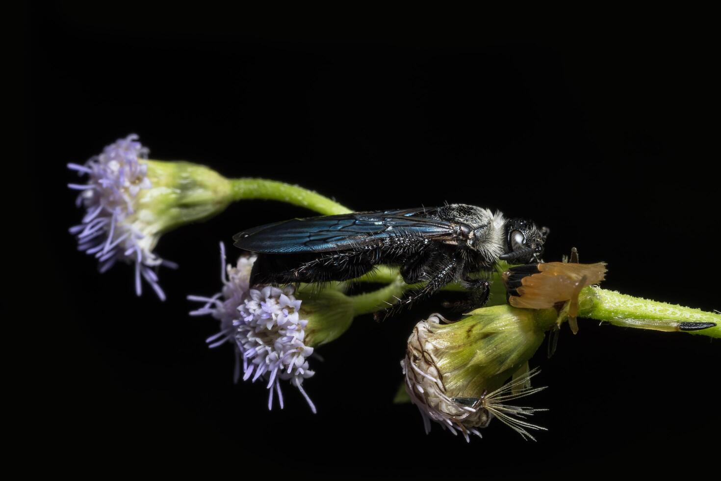 insekt på en blomma foto