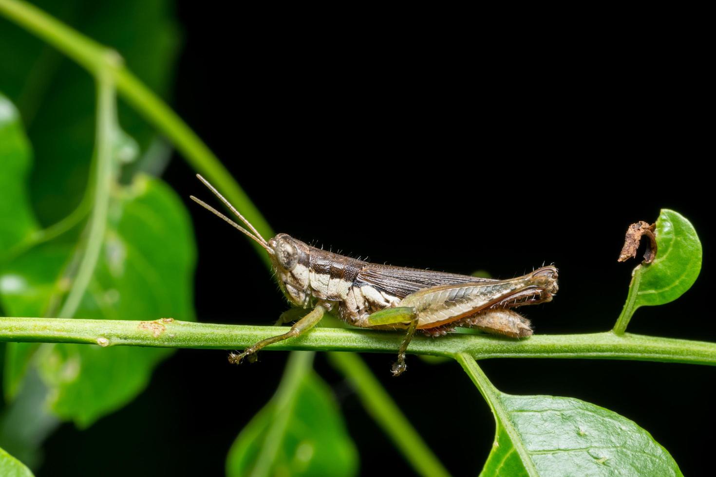 gräshoppa på ett blad foto