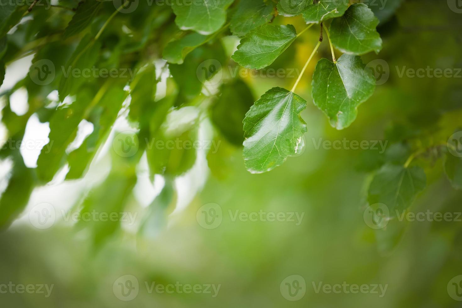 grön träd löv i de sommar, bakgrund suddig foto