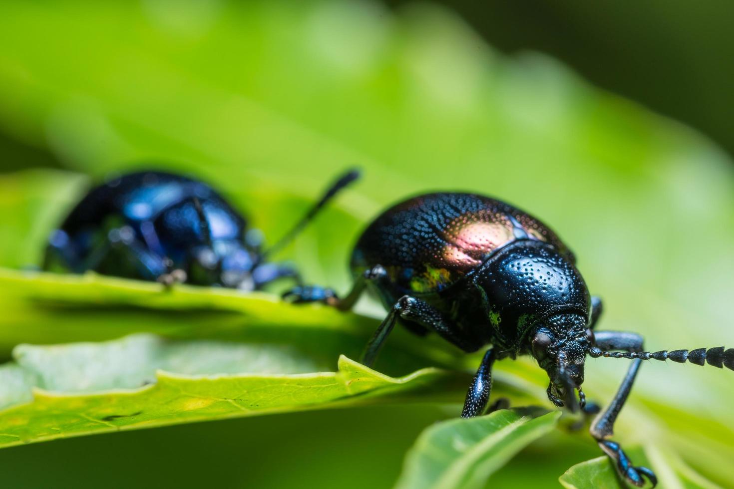 blå skalbaggar på ett blad foto